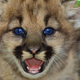 Do puma kittens learn their fearful behavior from their mums? Researchers say it’s entirely possible. (Image: CC0)